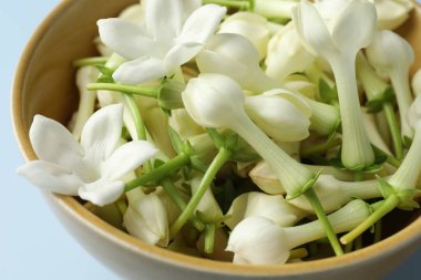 Güzel yasemin çiçekleri açık mavi arka planda kasede, yakın plan