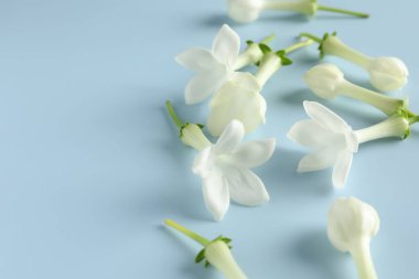 Açık mavi arka planda güzel yasemin çiçekleri, yakın plan. Metin için boşluk