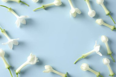 Açık mavi arkaplanda yasemin çiçekleri, düz bir zemin. Metin için boşluk