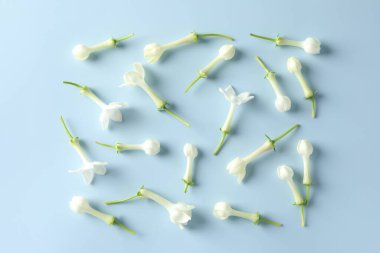 Açık mavi arka planda güzel yasemin çiçekleri, düz yatıyordu.