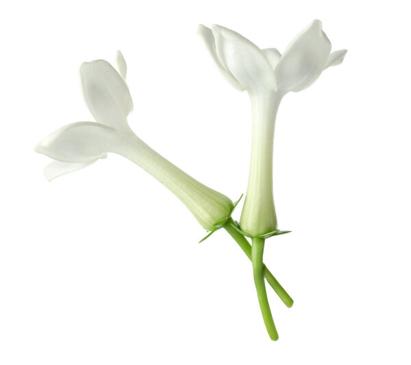 Beautiful aromatic jasmine flowers isolated on white