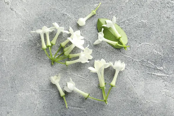 Güzel yasemin çiçekleri ve yeşil yaprak Gri masada, düz yatıyordu