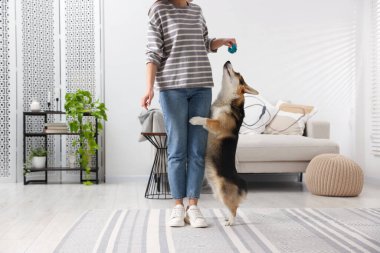 Oyuncağı olan bir kadın köpeğini evde eğitiyor.