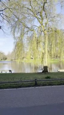 Leiden, Hollanda - 27 Mart 2025: Şehir kanalı, ağaçlar ve kazlarla dolu güzel bir park, sola hareket eden kamera
