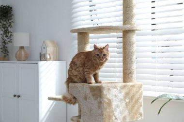 Evcil hayvan ağacındaki sevimli kedi.