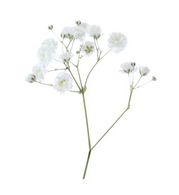 Beyaz arka planda güzel narin çigila çiçeği