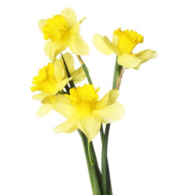 Bir sürü güzel sarı nergis beyaz üzerine izole edilmiş.