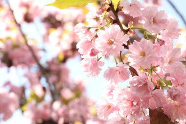 Gökyüzüne karşı pembe çiçeklerle çiçek açan güzel sakura ağacı, yakın plan.