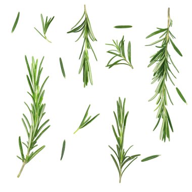 Beyaz üzerine izole edilmiş taze aromatik biberiye, kolaj