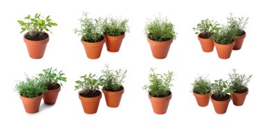 Farklı aromatik otlar kil kaplarda izole edilmiş beyaz, set