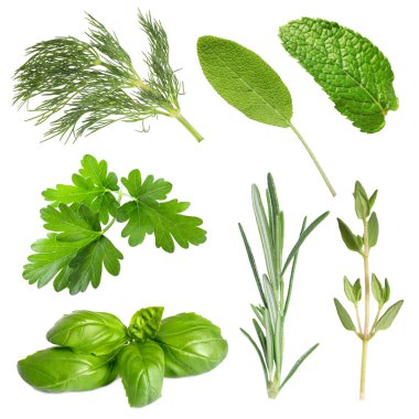 Beyaza izole edilmiş farklı otlar.