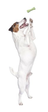 Beyaz arka planda kemik şekilli köpek muamelesi görmek için atlayan sevimli Jack Russell Terrier.