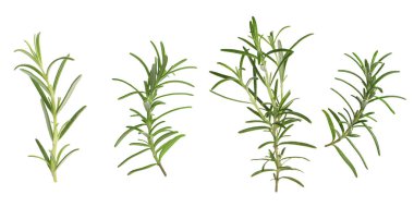Beyaz üzerine izole edilmiş taze aromatik biberiye, kolaj