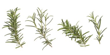 Beyaz üzerine izole edilmiş taze aromatik biberiye, kolaj