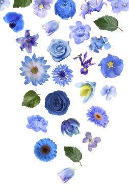 Mavi ve mor tonlarda güzel çiçekler beyaz arkaplana düşüyor.