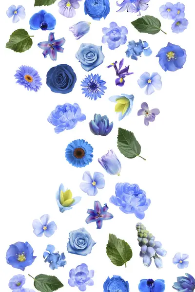 Mavi ve mor tonlarda güzel çiçekler beyaz arkaplana düşüyor.