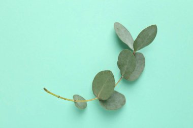 Turkuaz arka planda güzel bir okaliptüs dalı, üst manzara. Metin için boşluk