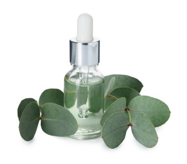 Beyaz üzerine izole edilmiş bir şişe yağ ve okaliptüs yaprakları.