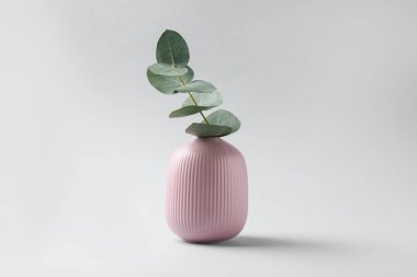 Beyaz arkaplanda vazoda güzel bir okaliptüs dalı