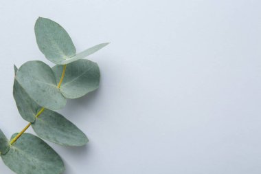 Beyaz arka planda güzel bir okaliptüs dalı, üst manzara. Metin için boşluk