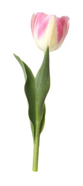 Güzel renkli bir lale beyaza izole edilmiş.