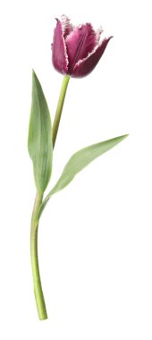 Bir güzel renkli lale beyazda izole edilmiş.