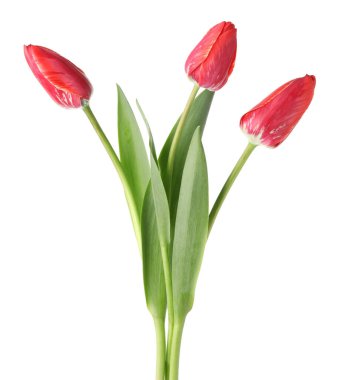 üç güzel beyaz Pembe Laleler izole