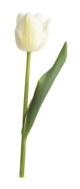 Bir güzel renkli lale beyazda izole edilmiş.