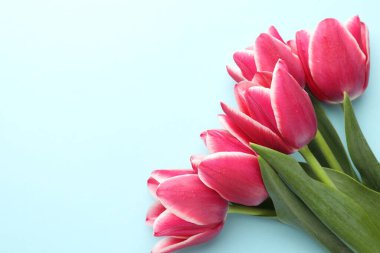 Işıklı arka planda güzel lale çiçekleri, üst manzara. Metin için boşluk