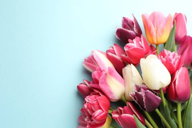 Açık mavi arka planda güzel laleler, üst manzara. Metin için boşluk