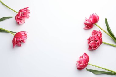 Beyaz arka planda güzel laleler, düz bir zemin. Metin için boşluk