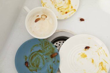 Mutfak lavabosunda kirli tabaklarda sürünen hamamböcekleri.