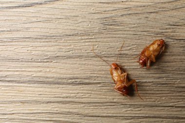 Tahta masada iki hamamböceği, düz yatıyordu. Metin için boşluk