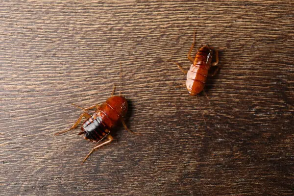 Tahta masada iki hamamböceği yatıyordu.