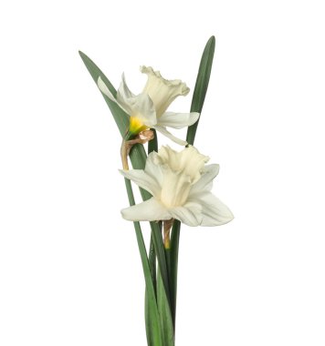 İki güzel renkli nergis beyaza izole edilmiş.