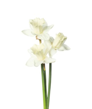 Üç güzel renkli nergis beyaz üzerine izole edilmiş.