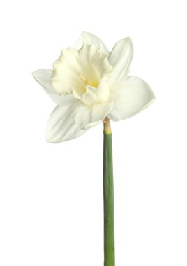 Bir güzel renkli nergis beyaz üzerine izole edilmiş.