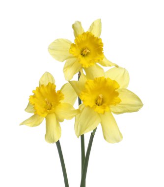 Üç güzel sarı nergis beyaz üzerine izole edilmiş.