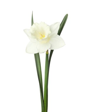 Beyaz yapraklı güzel bir nergis.