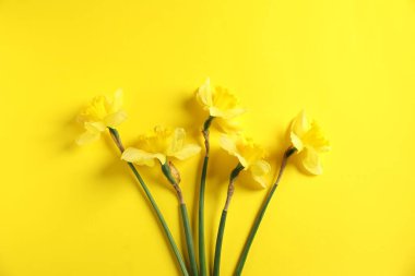 Sarı arka planda güzel nergisler, düz uzanmış