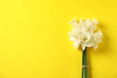 Sarı arka planda bir sürü güzel nergis var. Metin için boşluk