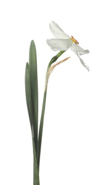 Bir güzel renkli nergis beyaz üzerine izole edilmiş.