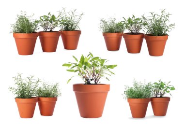 Farklı aromatik otlar kil kaplarda izole edilmiş beyaz, set