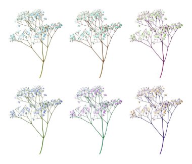 Beyaz arkaplanda farklı renklerde küçük çiçeklerle Gypthe dalı, ayarla