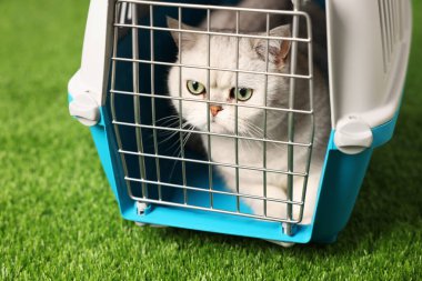 Evcil hayvan taşıyıcısındaki sevimli kedi yapay çimlerin üzerinde, yakın plan.