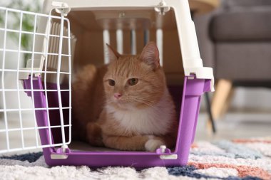 Evdeki evcil hayvan taşıyıcısında şirin bir kedi, yakın plan.