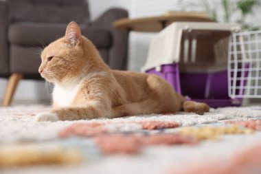 Şirin kedi ve hayvan taşıyıcısı evde, seçici bir odak noktası.