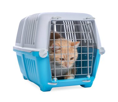 Kapalı evcil hayvan taşıyıcısındaki şirin kedi beyazda izole edilmiş.