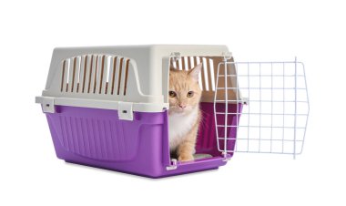 Açık evcil hayvan taşıyıcısındaki şirin kedi beyazda izole edilmiş.