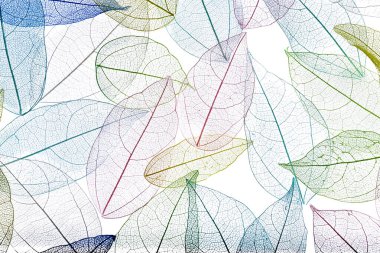 Beyaz arka planda güzel iskeletleşmiş yapraklar, düz uzanmış.